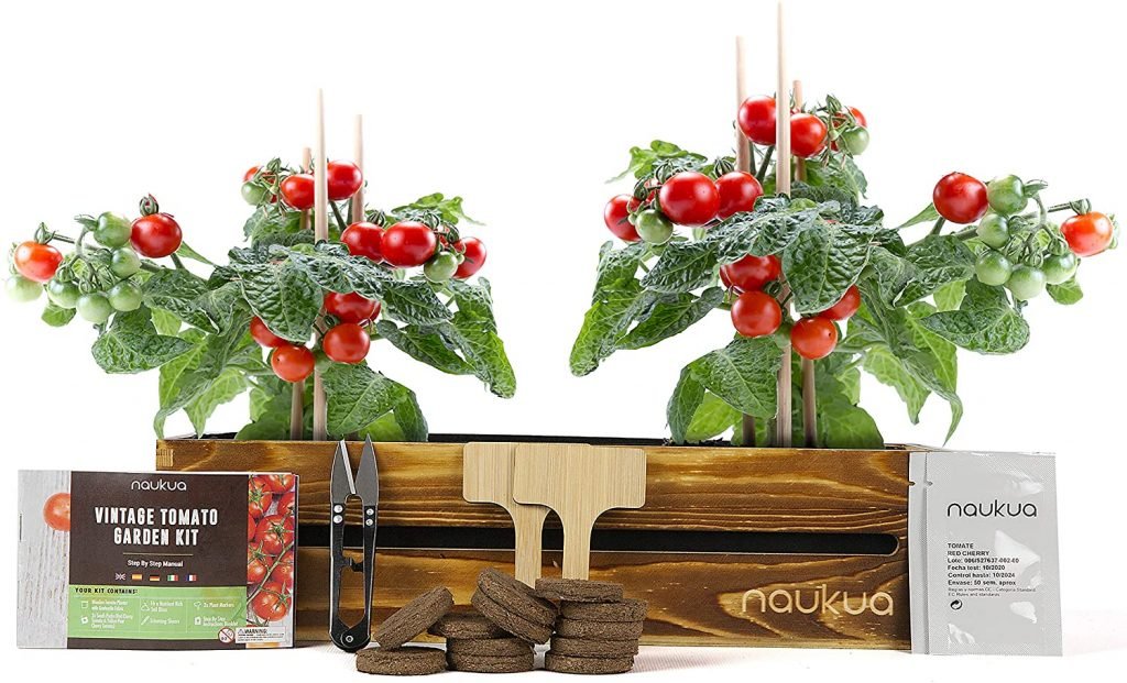 Huerto Urbano Vintage de Tomates Cherry